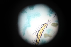 Insect Hunt - img_8886