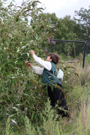 Vlinderstruik - img_6439_spinningplot_72dpi
