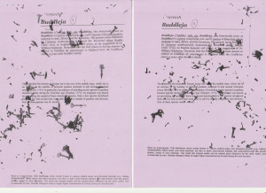 Vlinderstruik - vlinderstruik_leaflet_verso-1